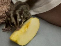 Veverita zburatoare + cușca + accesorii + hrana