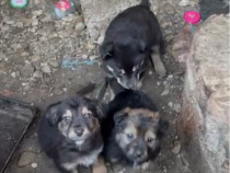 Spre adoptii, 3 catelusi