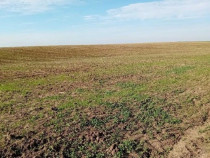 Teren extravilan Barlogu; ID: R2825534