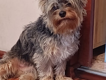 Adoptie baietel yorkshire terrier merle