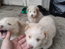 Cățeluși pufoși și jucausi