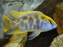 Nimbochromis venustus - direct din crescatorie