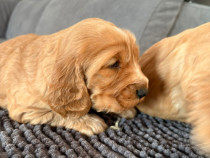 Cocker Spaniel 7 săptăm&acirc;ni.