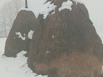 V&acirc;nd 2 clăi de f&acirc;n pentru detali sunati la numarul de telefon