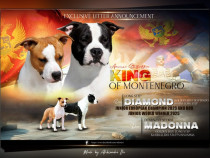 American Staffordshire Terrier &ndash; pui frumoși