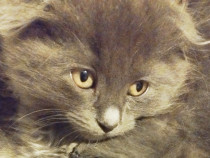 Fetita si baietel irezistibili Scottish Blue, isi asteapta Omul