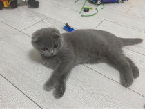 Puiuți Scottish fold