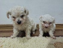 Căței Bichoni Maltezi