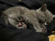 Pisoi British Shorthair