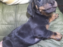 Teckel culoare negru