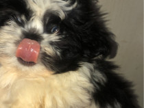 Shih Tzu 2 lunite vaccinat