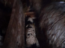 Oi de v&acirc;nzare, baloți de vanzare