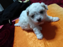Bichon maltez femelă