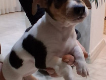 Jack Russel Terier