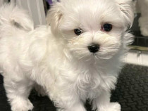 Bichon maltez mini tot