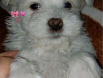 Bichon maltez mascul