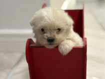 Bichon Maltez Mascul - 8 saptamani