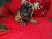 Disponibil pui de bulldog francez