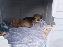 Căței regali pereche