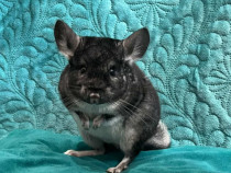 V&acirc;nd chinchillaa