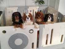 Cavalier King Charles Spaniel