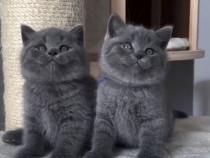 British shorthair pui