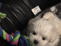 Bichon Maltez mini toy