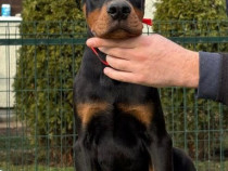 Pui de Doberman de v&acirc;nzare