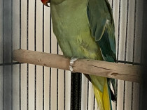Papagal micul alexandru