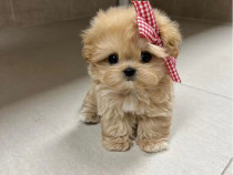 Pui Maltipoo adorabili, talie mică, disponibili acum