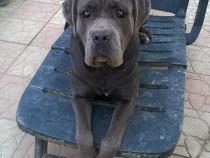 Vand Cane Corso Blue