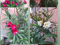 Plante Flori Leandru Leandrii galben, alb, rosu, portocaliu