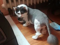 Brasov u2022 Tund pisici si u2022 Lajumate.ro ✔️ Anunturi Gratuite