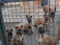 Timisoara u2022 Animale de companie 🐶🐱 Lajumate.ro u2022 Anunturi gratuite