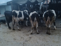 Vaci Holstein adulte si juninci
