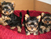 Yorkshire Terrier mini toy