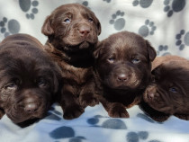Labrador ciocolatiu pedigree
