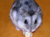 Hamsteri pitici , frumoși și jucăuși