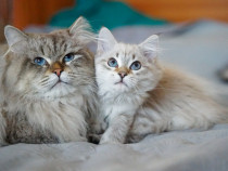 Pisica siberiana cu pedigree (felisa autorizata)