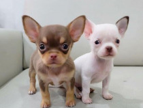 Chihuahua, albi, talie Mini Toy, 2 luni