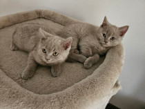 Pisici british shorthair și sottish fold