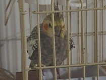 Papagal Nimfa (Mascul)