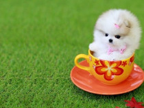 Pomeranian teacup boo