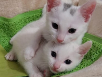 Adoptie pui de pisica albi