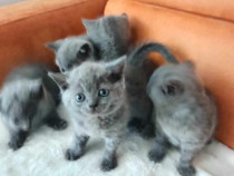 Vând pui de pisică rasă British Schorthair blue