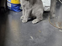 Pui british shorthair