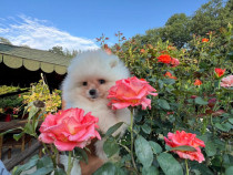 Pui de Pomeranian