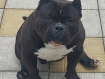 American bully adulti