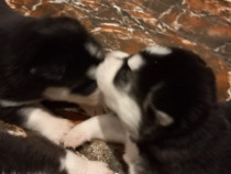 Pui husky siberian rasa pura sunt foarte drăgălași