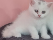 British Shorthair Blue, White 3 luni